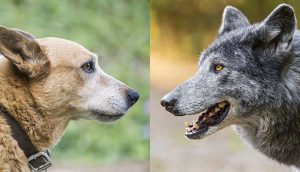 سگ و گرگ، سگ در مقابل گرگ